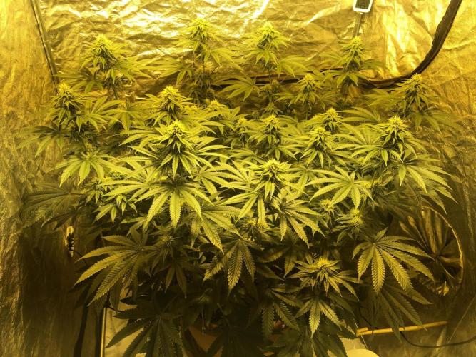 The Tropical Ice Cream One  F026. Week 11