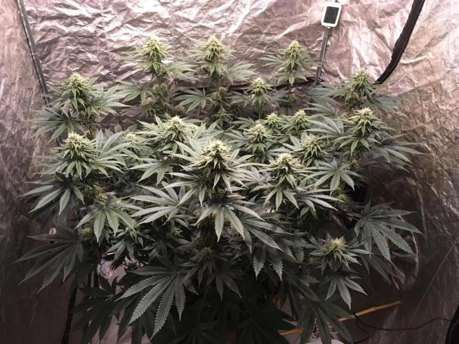 The Tropical Ice Cream One  F026. Week 12