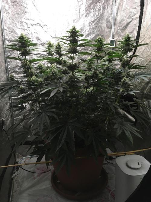 The Tropical Ice Cream One  F026. Week 12