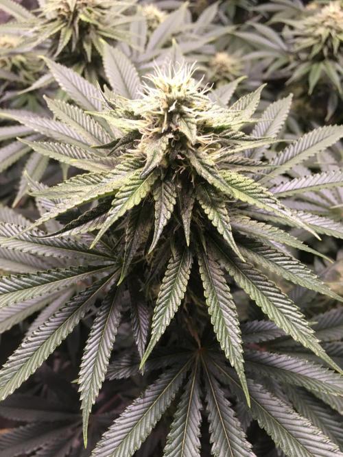 The Tropical Ice Cream One  F026. Week 12
