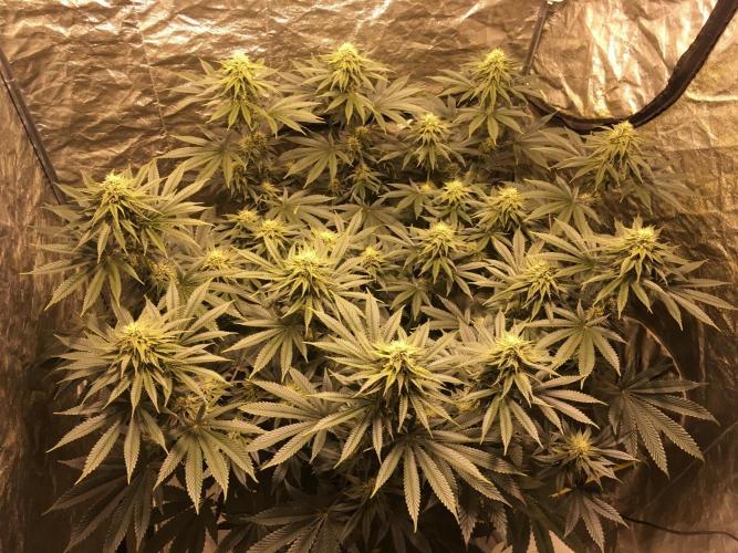 The Tropical Ice Cream One  F026. Week 12
