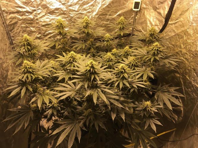 The Tropical Ice Cream One  F026. Week 12