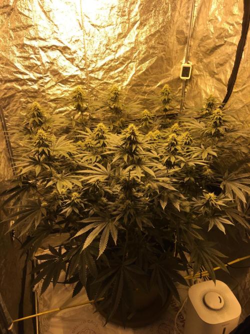 The Tropical Ice Cream One  F026. Week 12