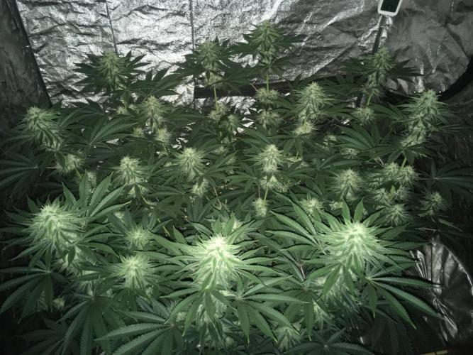 The Tropical Ice Cream One  F026. Week 12