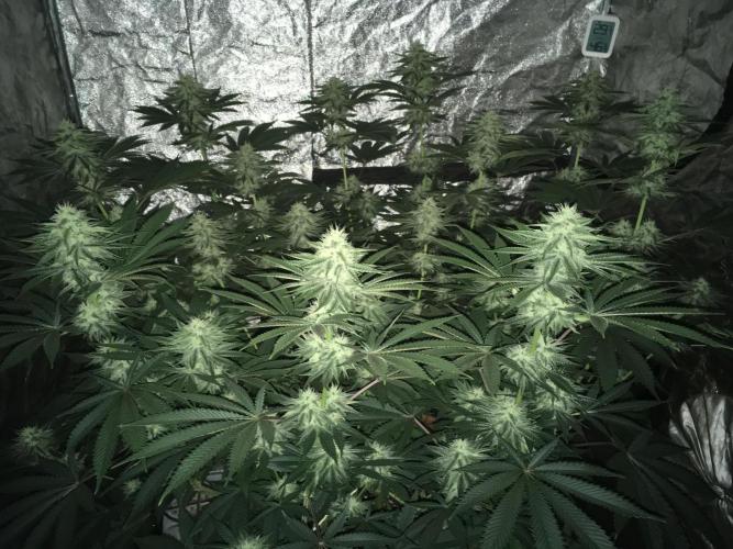 The Tropical Ice Cream One  F026. Week 12 - #1
