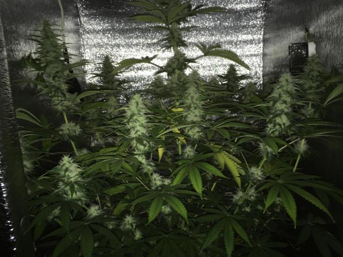 The Tropical Ice Cream One  F026. Week 12