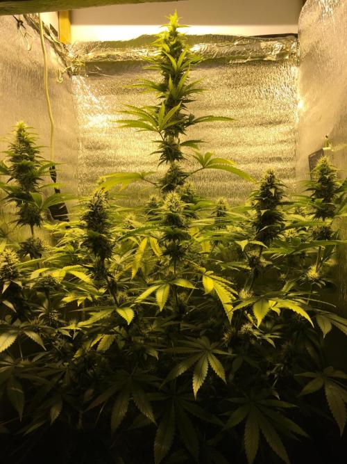 The Tropical Ice Cream One  F026. Week 12 - #2