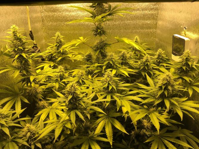 The Tropical Ice Cream One  F026. Week 12