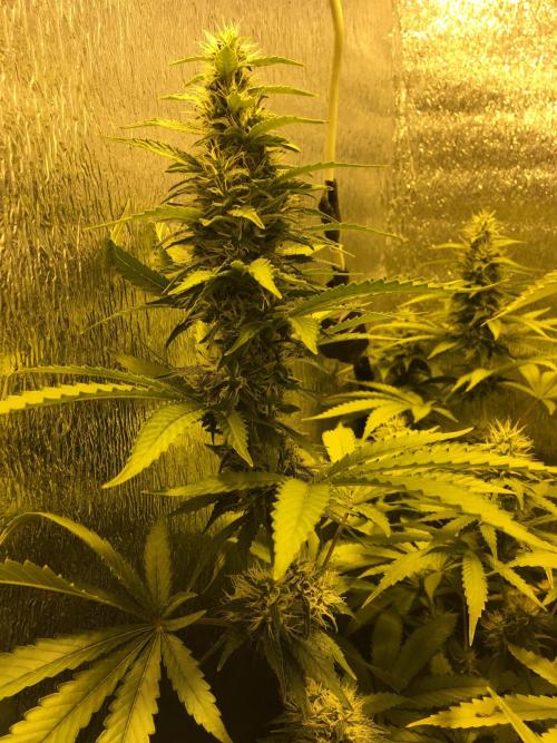 The Tropical Ice Cream One  F026. Week 12