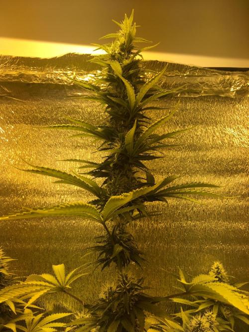 The Tropical Ice Cream One  F026. Week 12