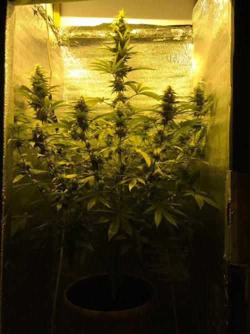 The Tropical Ice Cream One  F026. Week 12