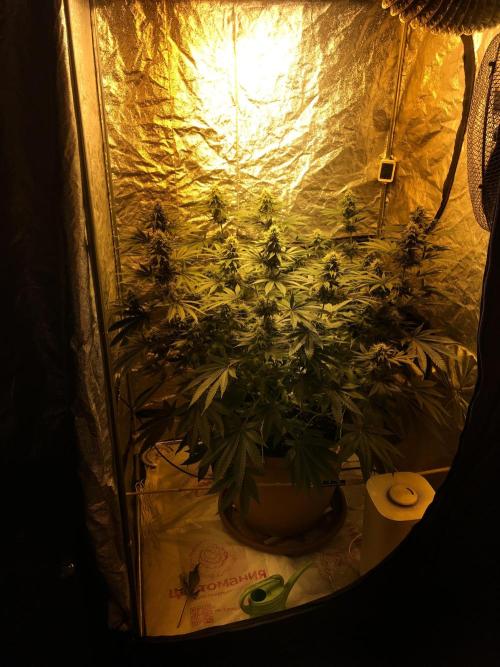 The Tropical Ice Cream One  F026. Week 12
