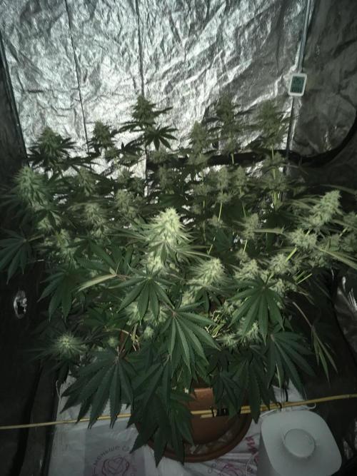 The Tropical Ice Cream One  F026. Week 13