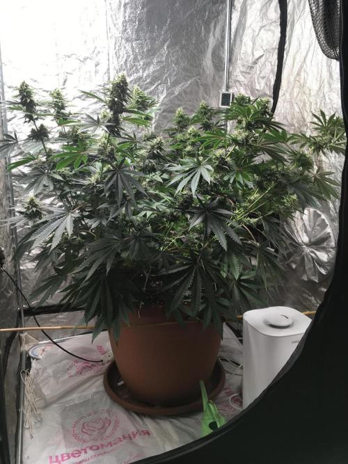 The Tropical Ice Cream One  F026. Week 13