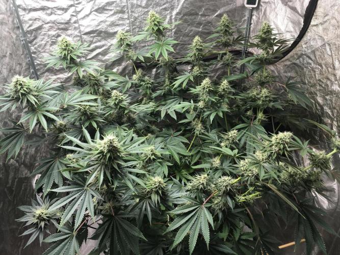 The Tropical Ice Cream One  F026. Week 13