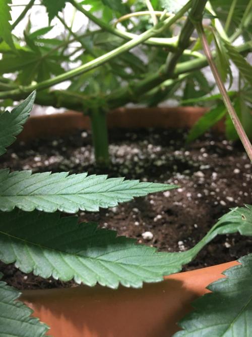 The Tropical Ice Cream One  F026. Week 13