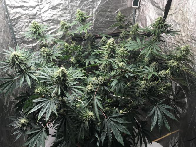 The Tropical Ice Cream One  F026. Week 13