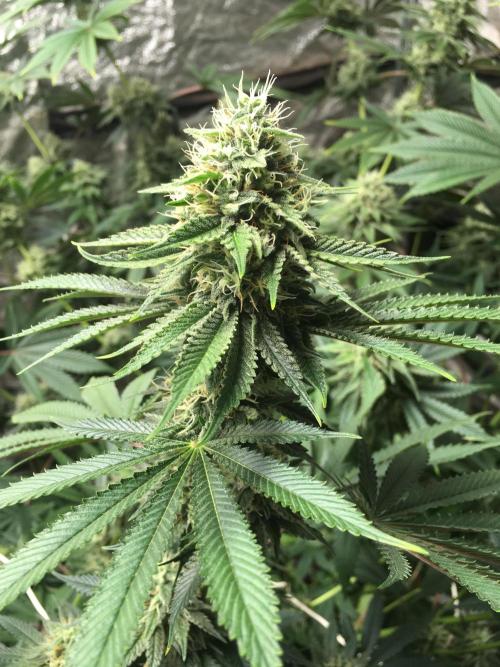 The Tropical Ice Cream One  F026. Week 13