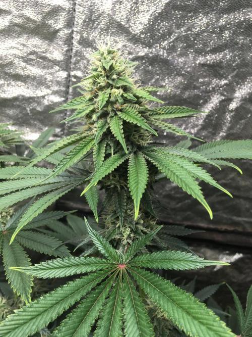 The Tropical Ice Cream One  F026. Week 13