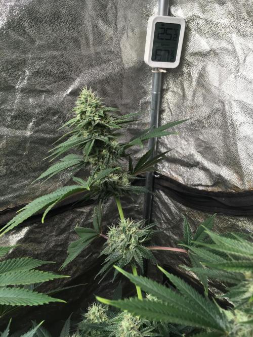 The Tropical Ice Cream One  F026. Week 13