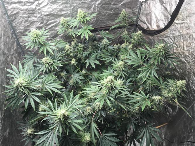 The Tropical Ice Cream One  F026. Week 13