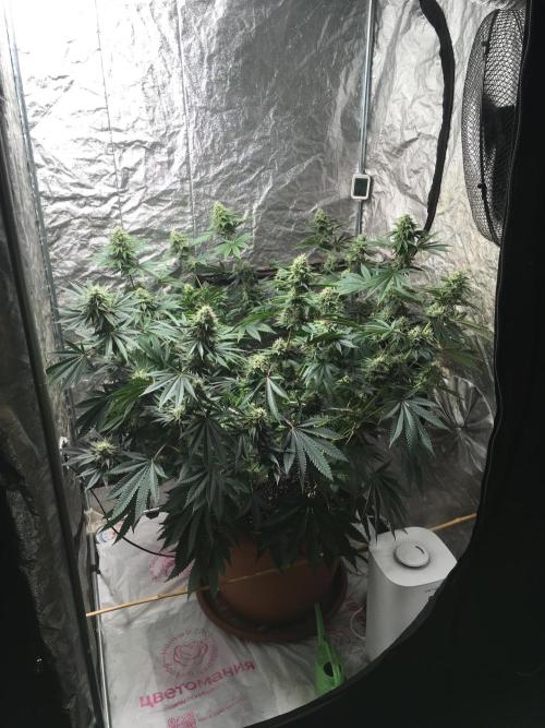The Tropical Ice Cream One  F026. Week 13