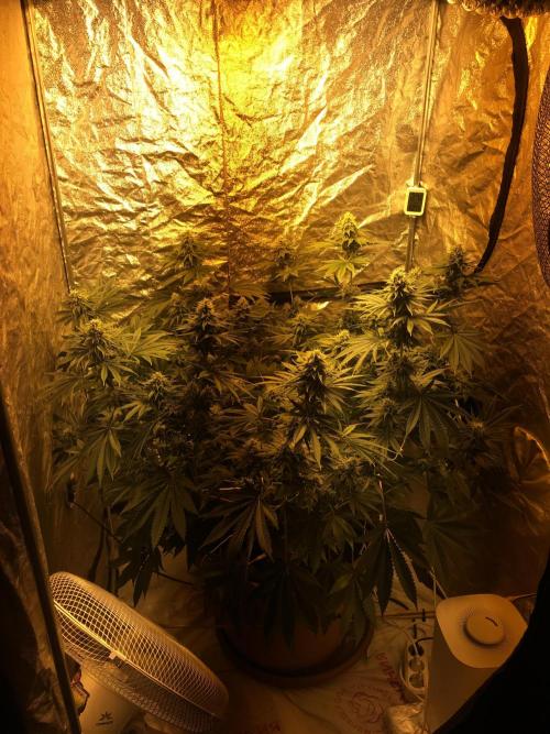 The Tropical Ice Cream One  F026. Week 13