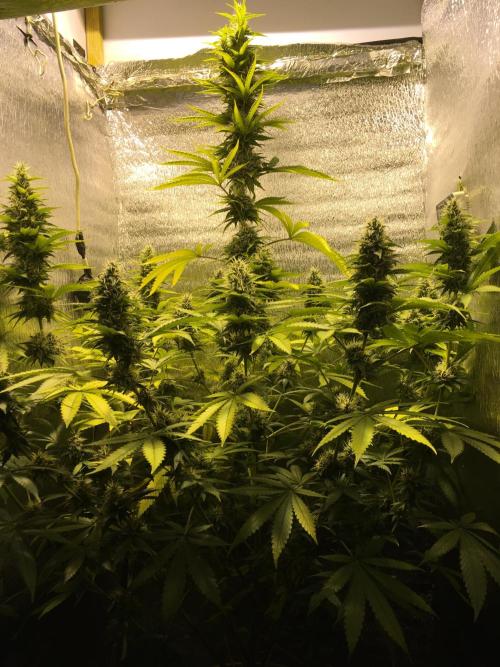 The Tropical Ice Cream One  F026. Week 13 - #2