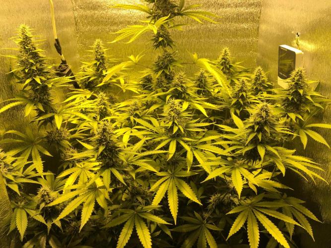 The Tropical Ice Cream One  F026. Week 13