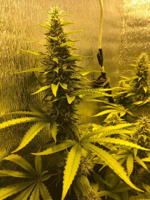 The Tropical Ice Cream One  F026. Week 13