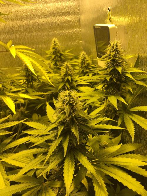 The Tropical Ice Cream One  F026. Week 13