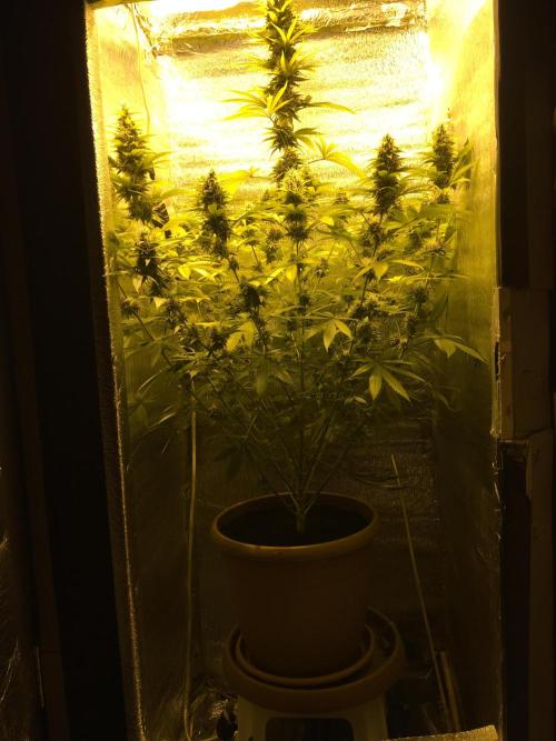 The Tropical Ice Cream One  F026. Week 13