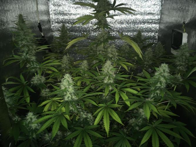 The Tropical Ice Cream One  F026. Week 13