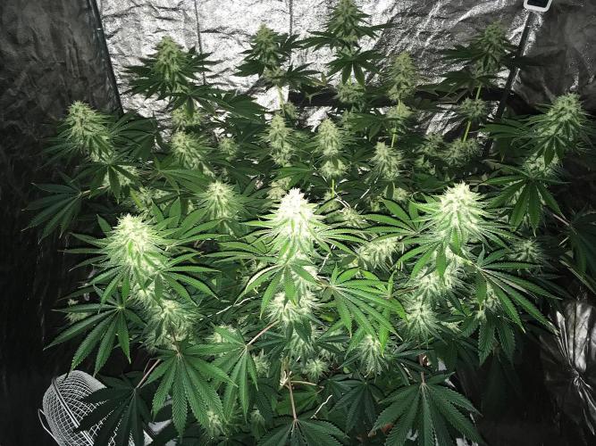 The Tropical Ice Cream One  F026. Week 13