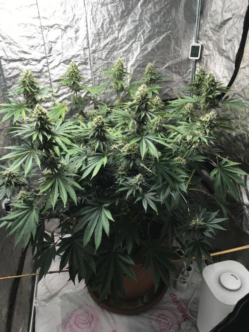 The Tropical Ice Cream One  F026. Week 14