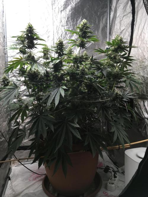 The Tropical Ice Cream One  F026. Week 14