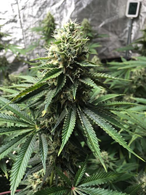 The Tropical Ice Cream One  F026. Week 14