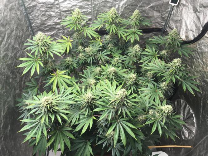 The Tropical Ice Cream One  F026. Week 14