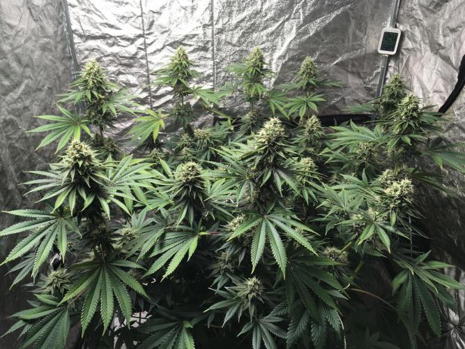 The Tropical Ice Cream One  F026. Week 14