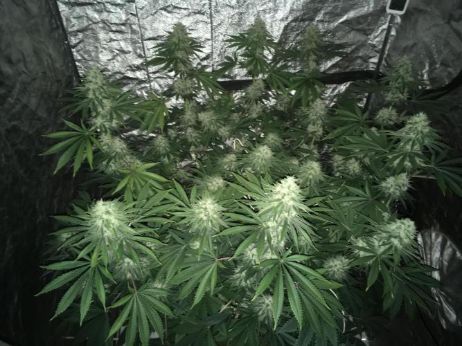 The Tropical Ice Cream One  F026. Week 14 - #1
