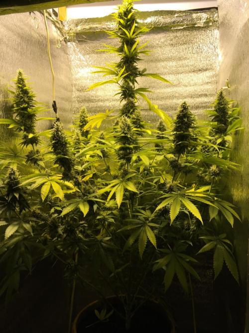 The Tropical Ice Cream One  F026. Week 14 - #2