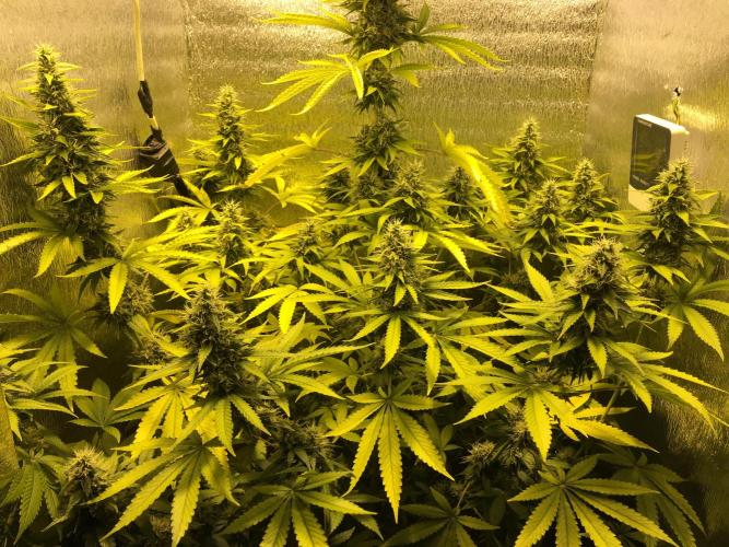 The Tropical Ice Cream One  F026. Week 14