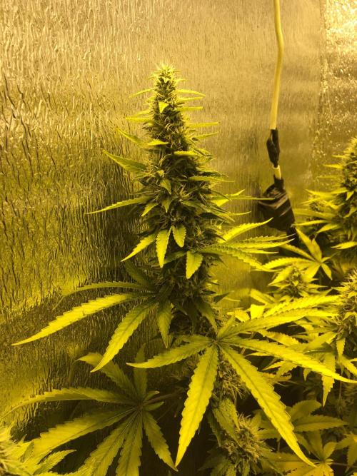 The Tropical Ice Cream One  F026. Week 14