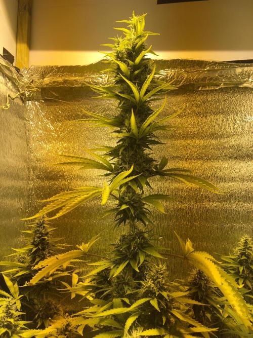 The Tropical Ice Cream One  F026. Week 14
