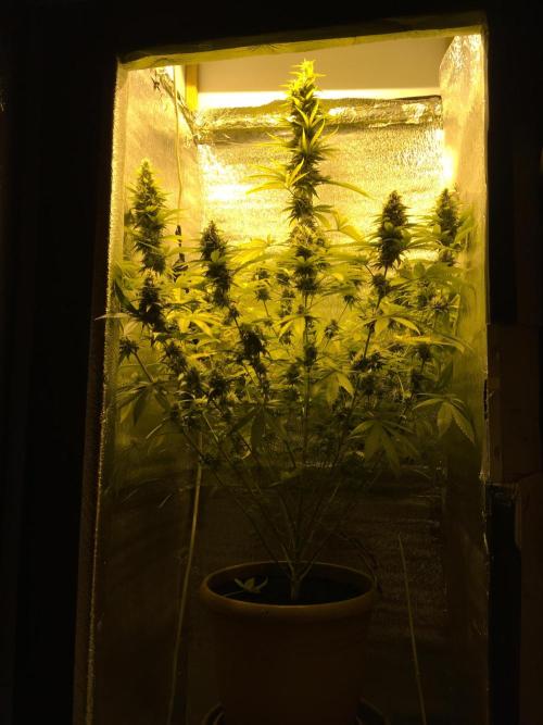 The Tropical Ice Cream One  F026. Week 14