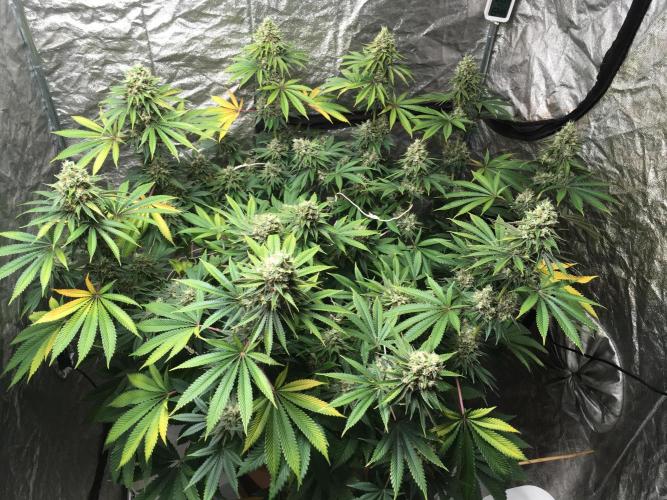 The Tropical Ice Cream One  F026. Week 15 - #1