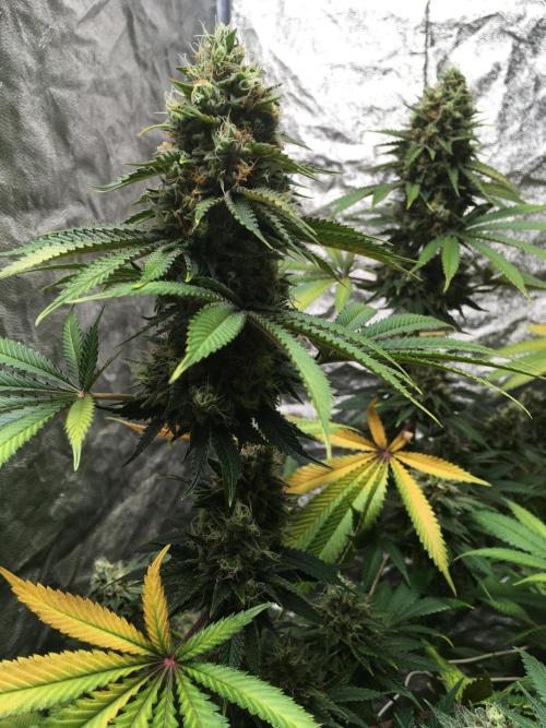 The Tropical Ice Cream One  F026. Week 15
