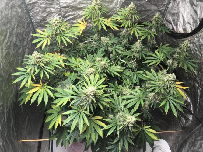 The Tropical Ice Cream One  F026. Week 15