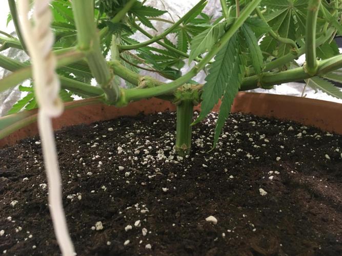 The Tropical Ice Cream One  F026. Week 15