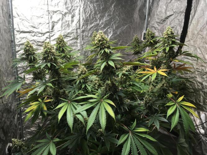 The Tropical Ice Cream One  F026. Week 15